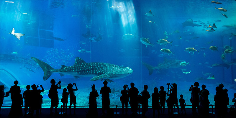 美ら海水族館