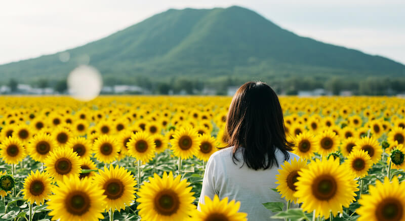 美しいひまわり畑